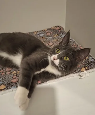 Кошечка Серафима 5 месяцев - частное объявление в Химки