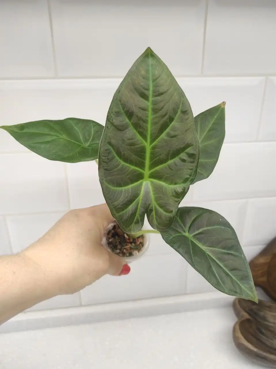 Продажа алоказий - Растения (Хобби и отдых) в Химки