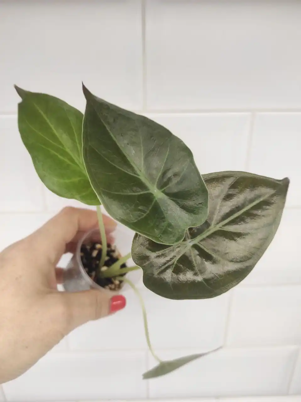 Продажа алоказий - Растения (Хобби и отдых) в Химки