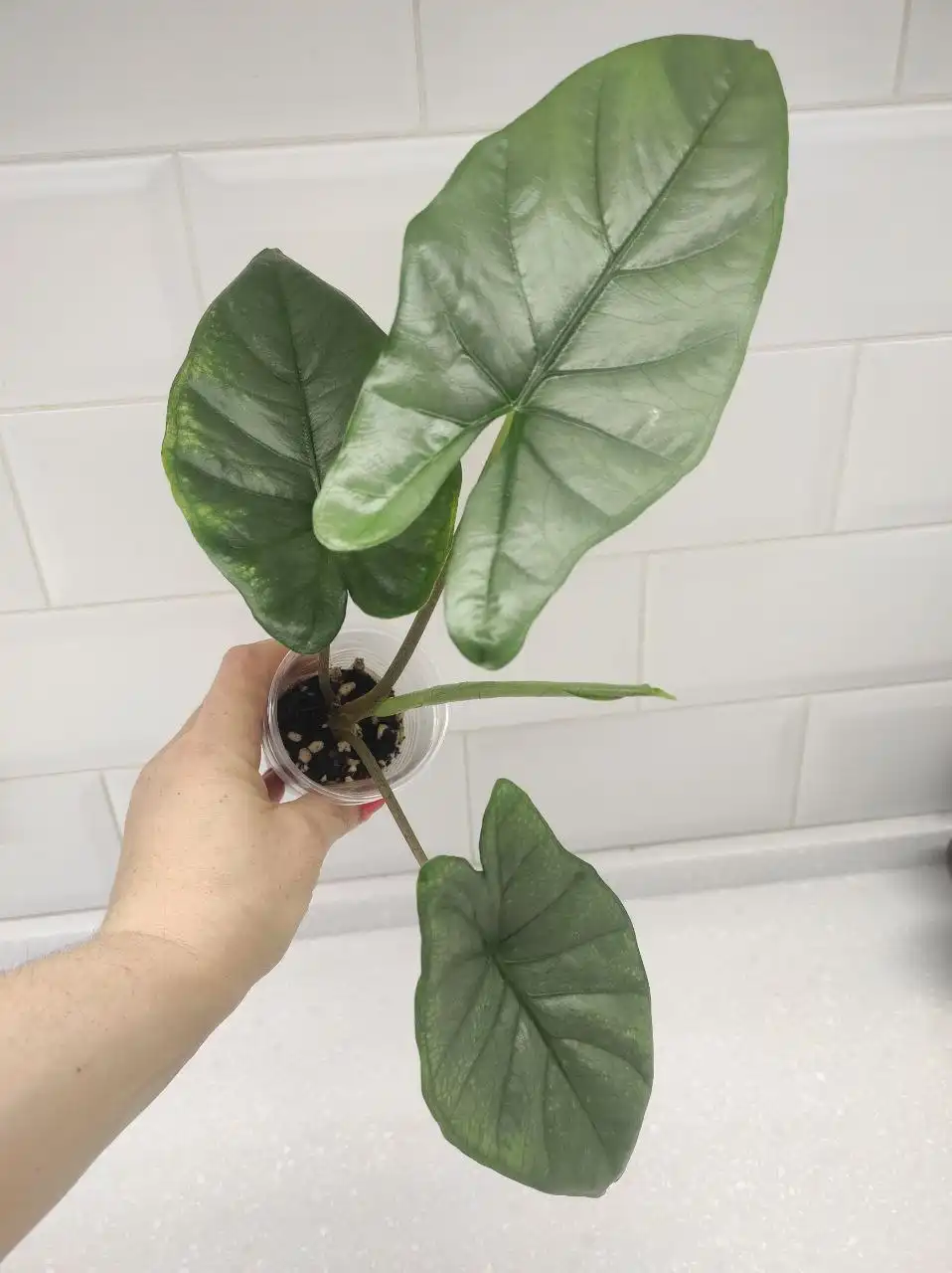 Продажа алоказий - Растения (Хобби и отдых) в Химки