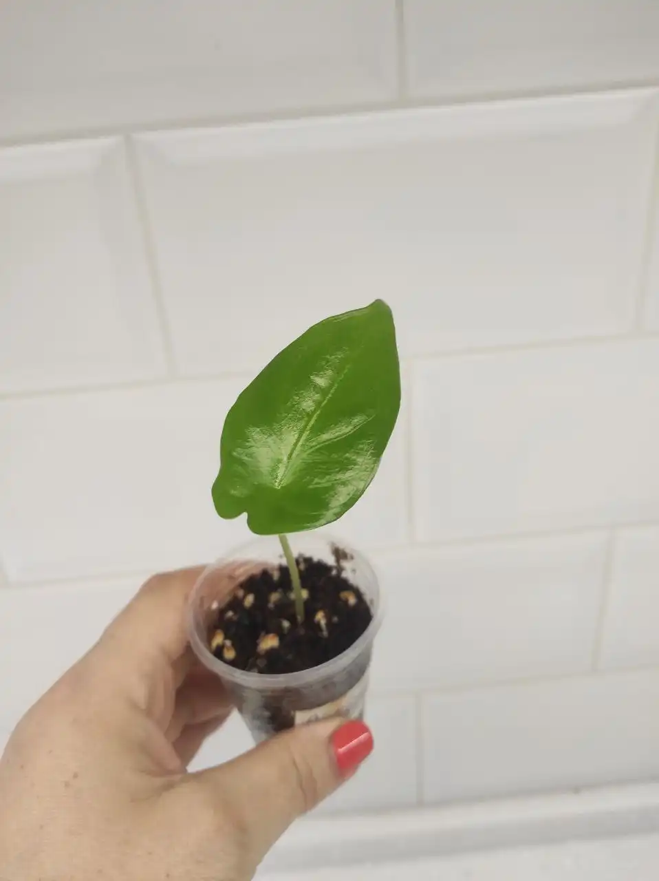 Продажа алоказий - Растения (Хобби и отдых) в Химки