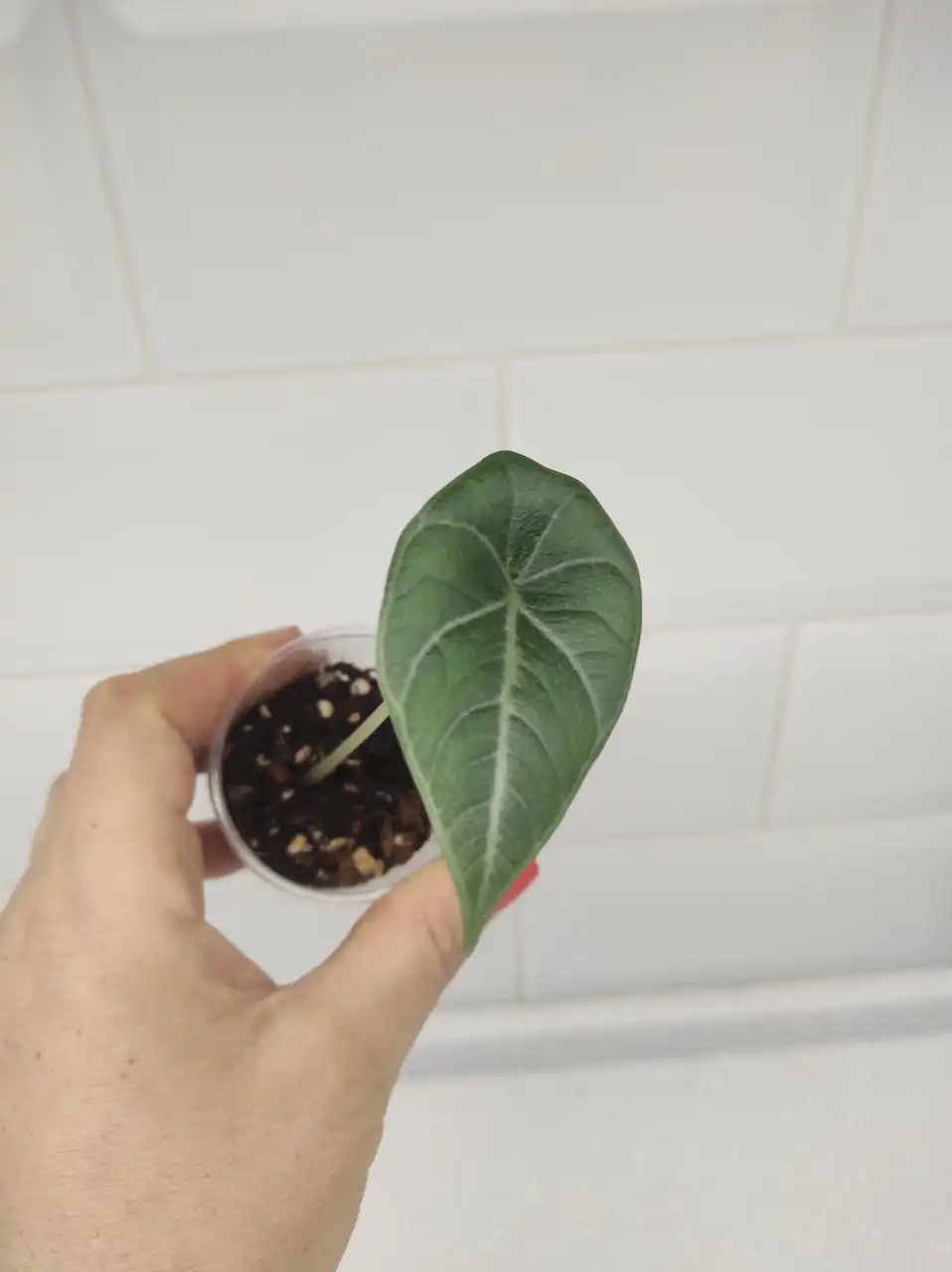 Продажа алоказий - Растения (Хобби и отдых) в Химки