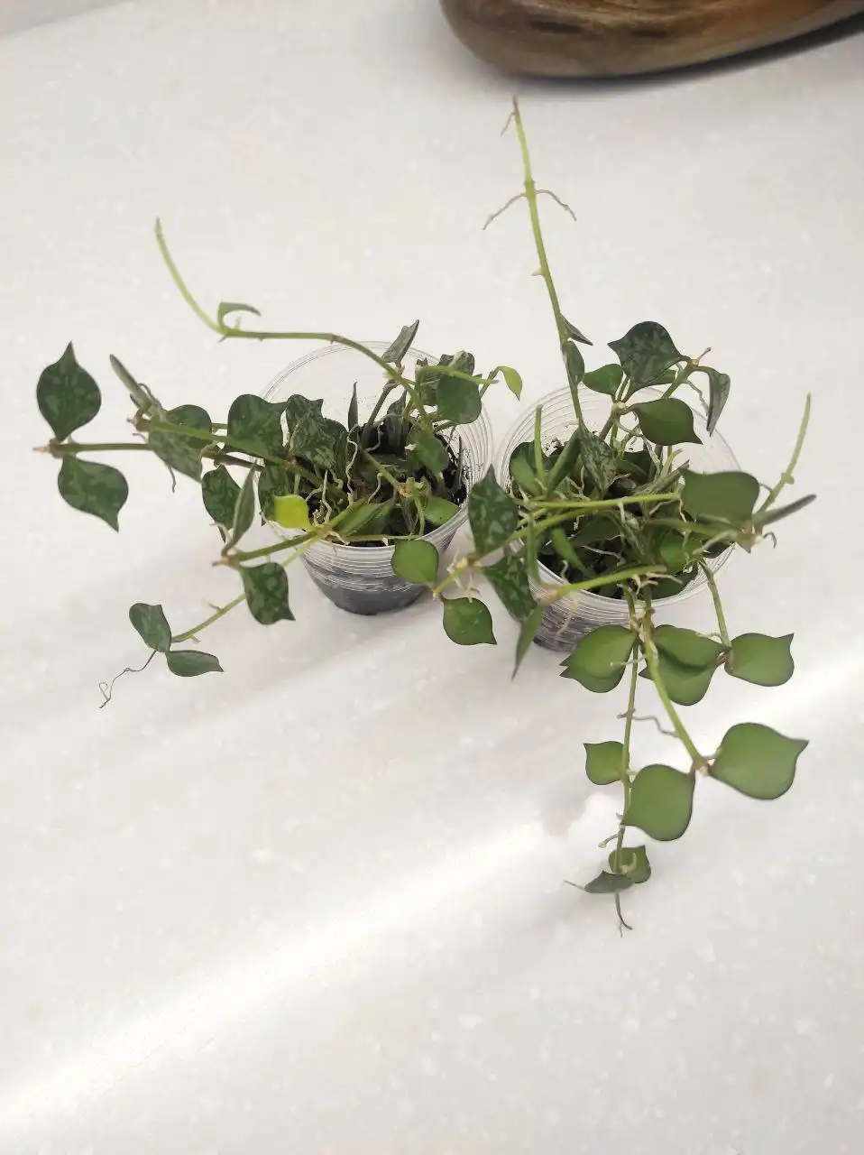 Продажа комнатных растений Хойя куртиси и Антуриум Сильвер блаш - Растения (Хобби и отдых) в Химки