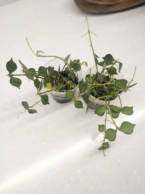 Продажа комнатных растений Хойя куртиси и Антуриум Сильвер блаш - частное объявление в Химки