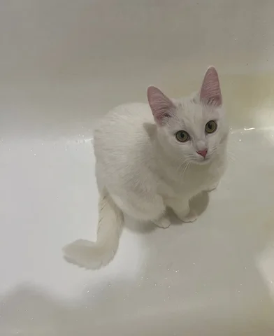 Потерялась кошка на Мичурина 29 - частное объявление в Химки