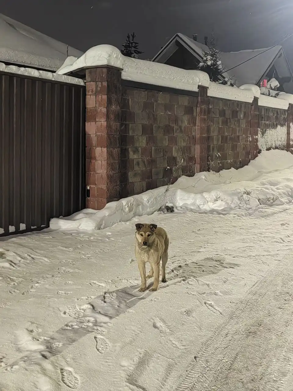 Найден молодой кобель в Химках - Собаки (Животные) в Химки