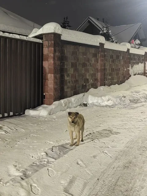 Найден молодой кобель в Химках - Одежда для животных в Химки