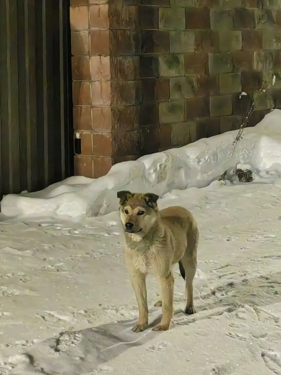 Найден молодой кобель в Химках - Собаки (Животные) в Химки