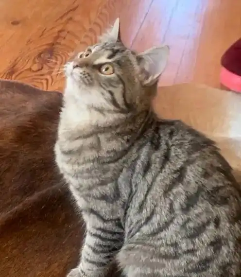 Котенок девочка 5 месяцев ищет хозяев - Кошки (Животные) в Химки