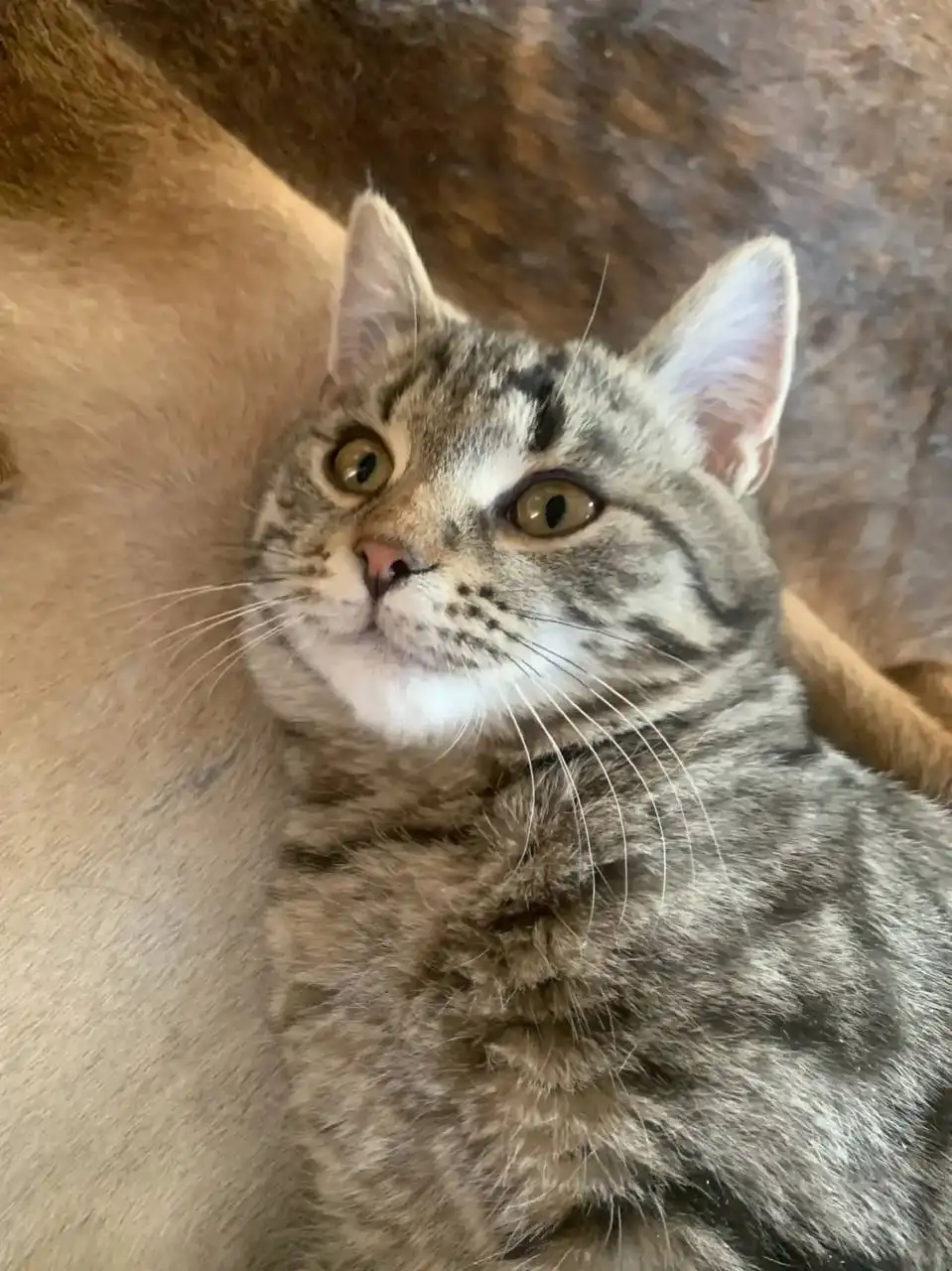 Котенок девочка 5 месяцев ищет хозяев - Кошки (Животные) в Химки