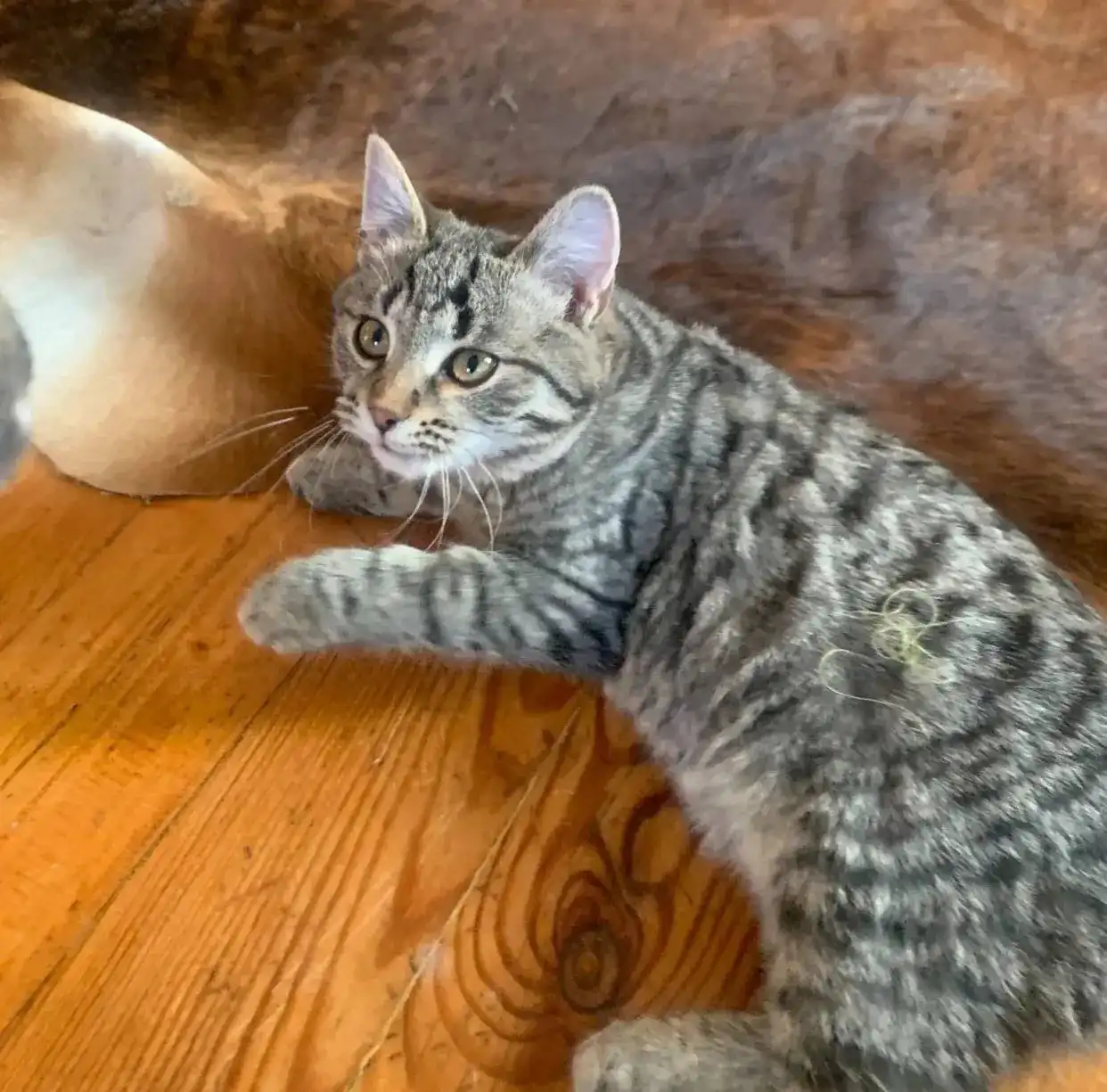 Котенок девочка 5 месяцев ищет хозяев - Кошки (Животные) в Химки