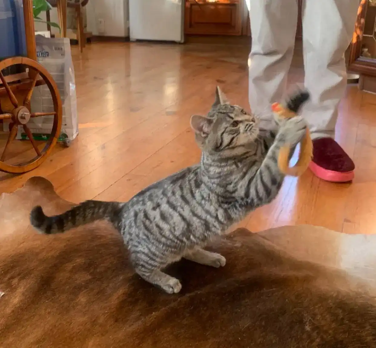 Котенок девочка 5 месяцев ищет хозяев - Кошки (Животные) в Химки