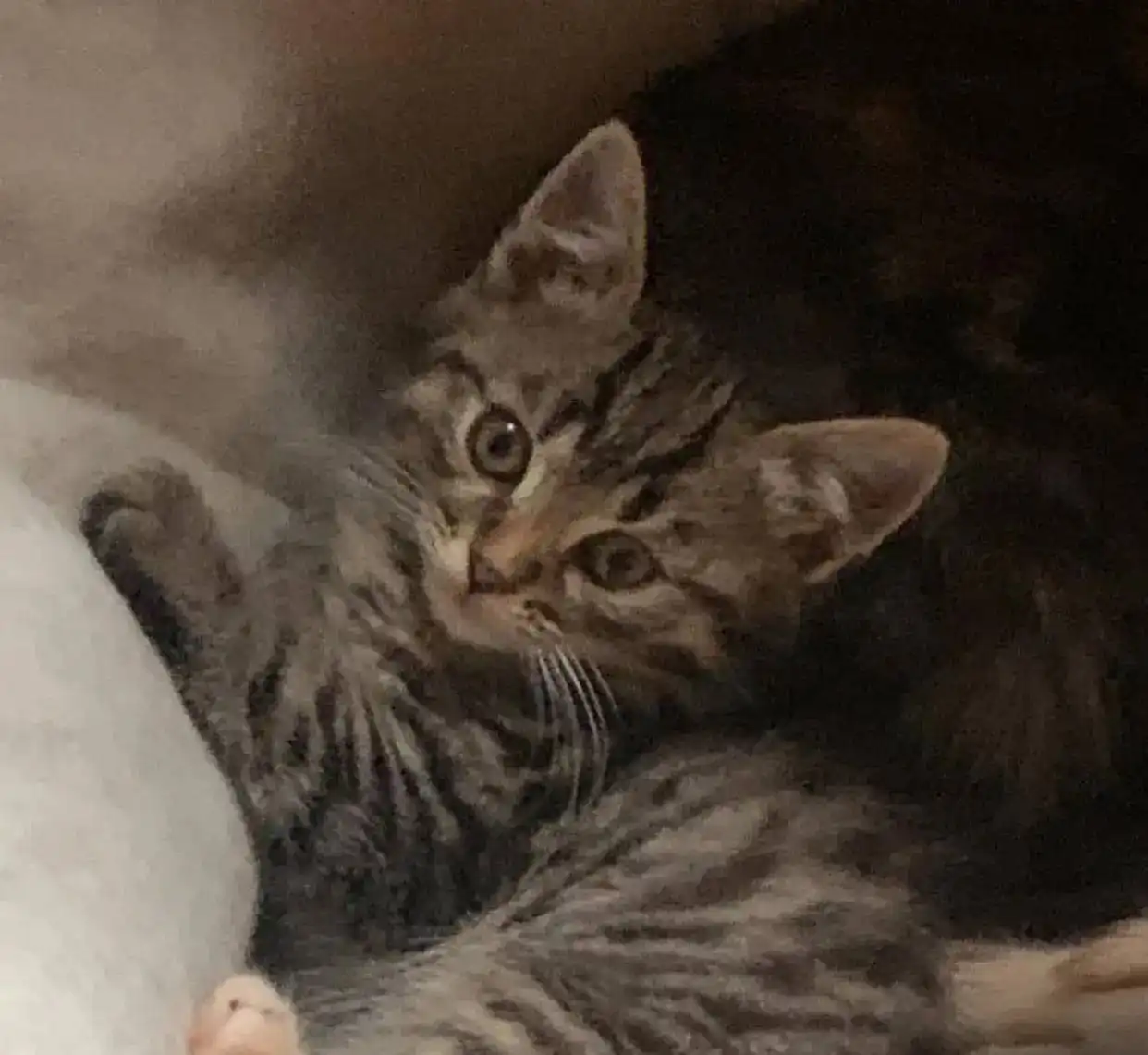 Котенок девочка 5 месяцев ищет хозяев - Кошки (Животные) в Химки