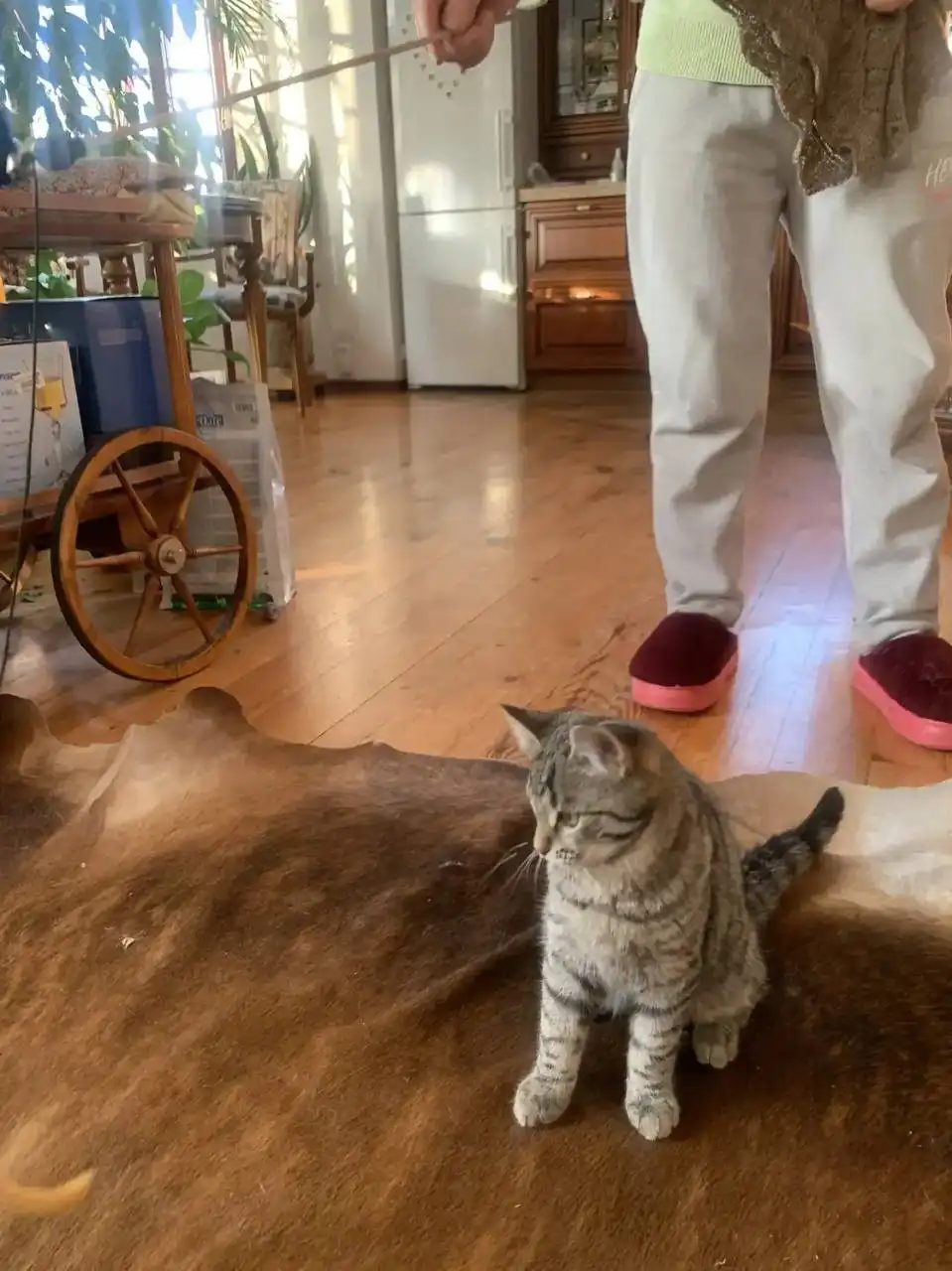 Котенок девочка 5 месяцев ищет хозяев - Кошки (Животные) в Химки