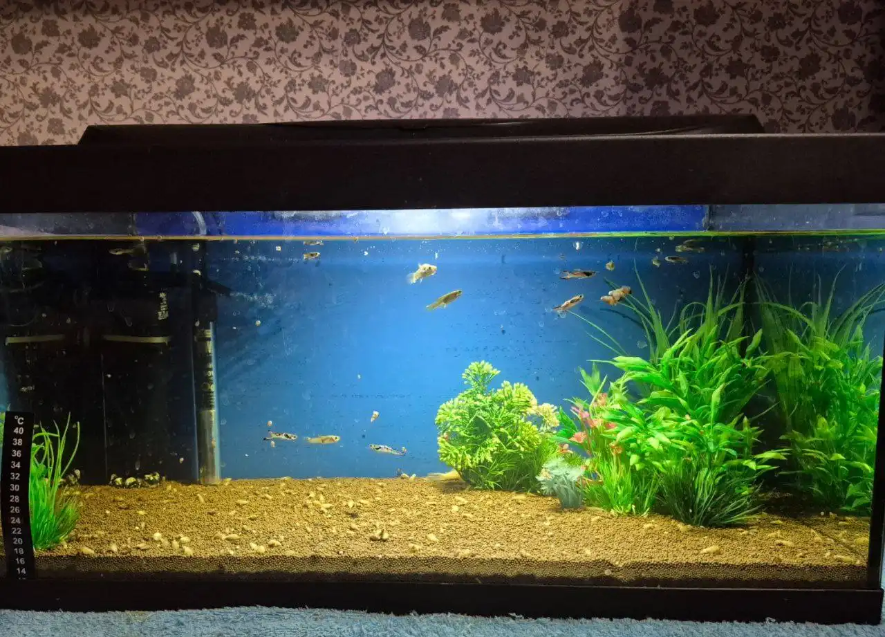 Продажа аквариума 54л со светом, фоном и грунтом Пропант - Аквариумистика (Хобби и отдых) в Химки