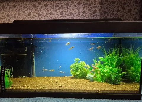 Продажа аквариума 54л со светом, фоном и грунтом Пропант - Спорт и отдых в Химки