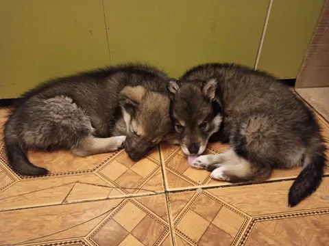 Срочно ищут дом щенки на Волынской - Животные в Химки