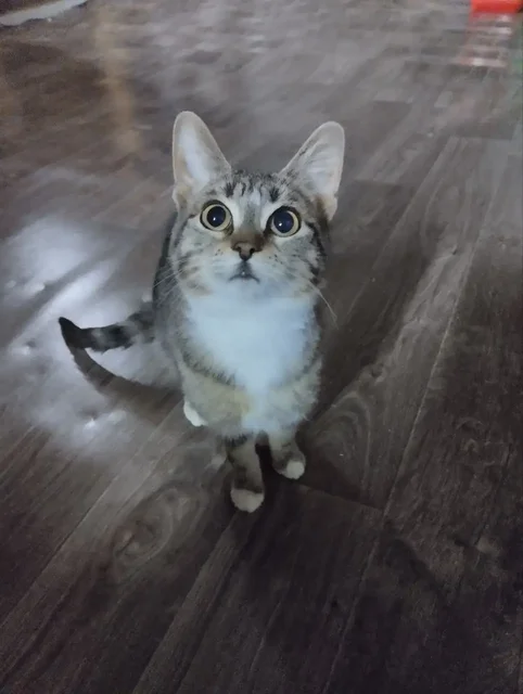 Кошечка и котик ищут дом в Зеленограде - Животные в Зеленоград