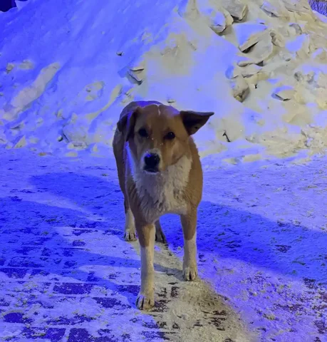 Найдена собака в Химках - Животные в Химки