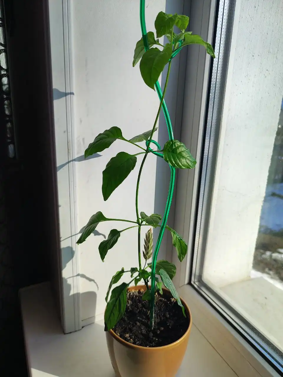 Красандра оранжевая