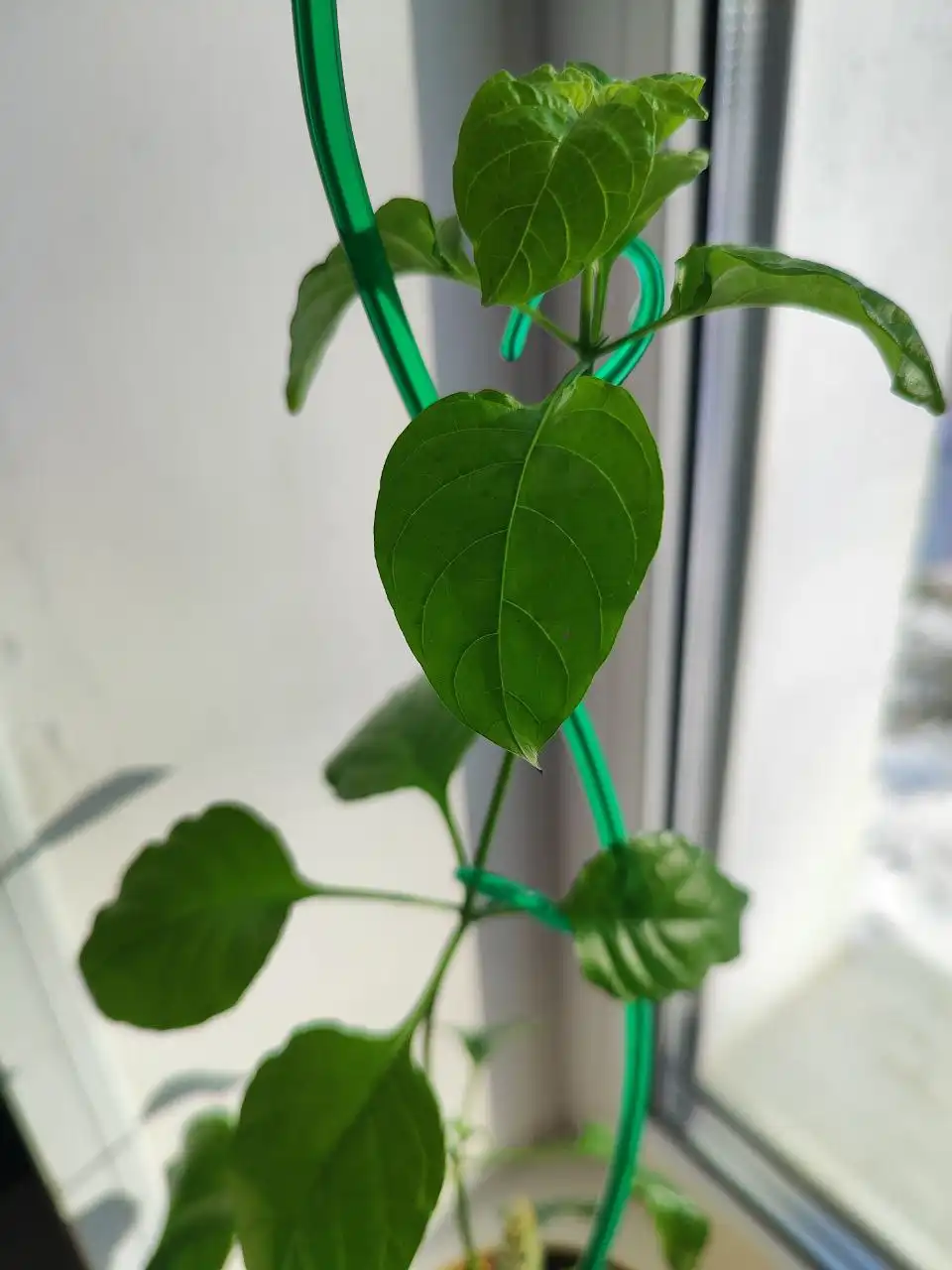 Красандра оранжевая