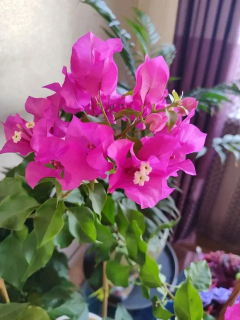 Продам сорт бугенвиллии - Хобби и отдых в Владивосток