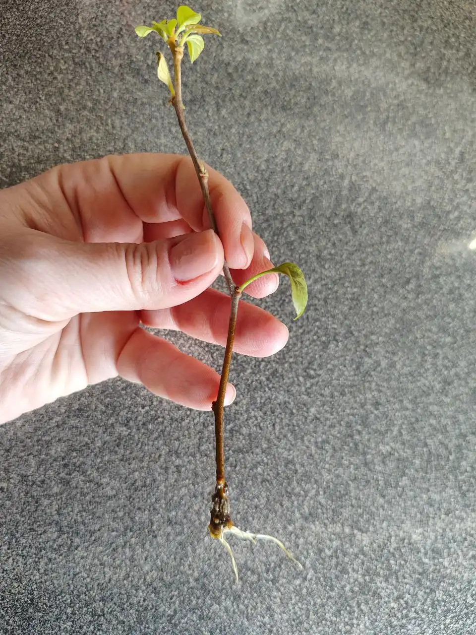 Продам сорт бугенвиллии