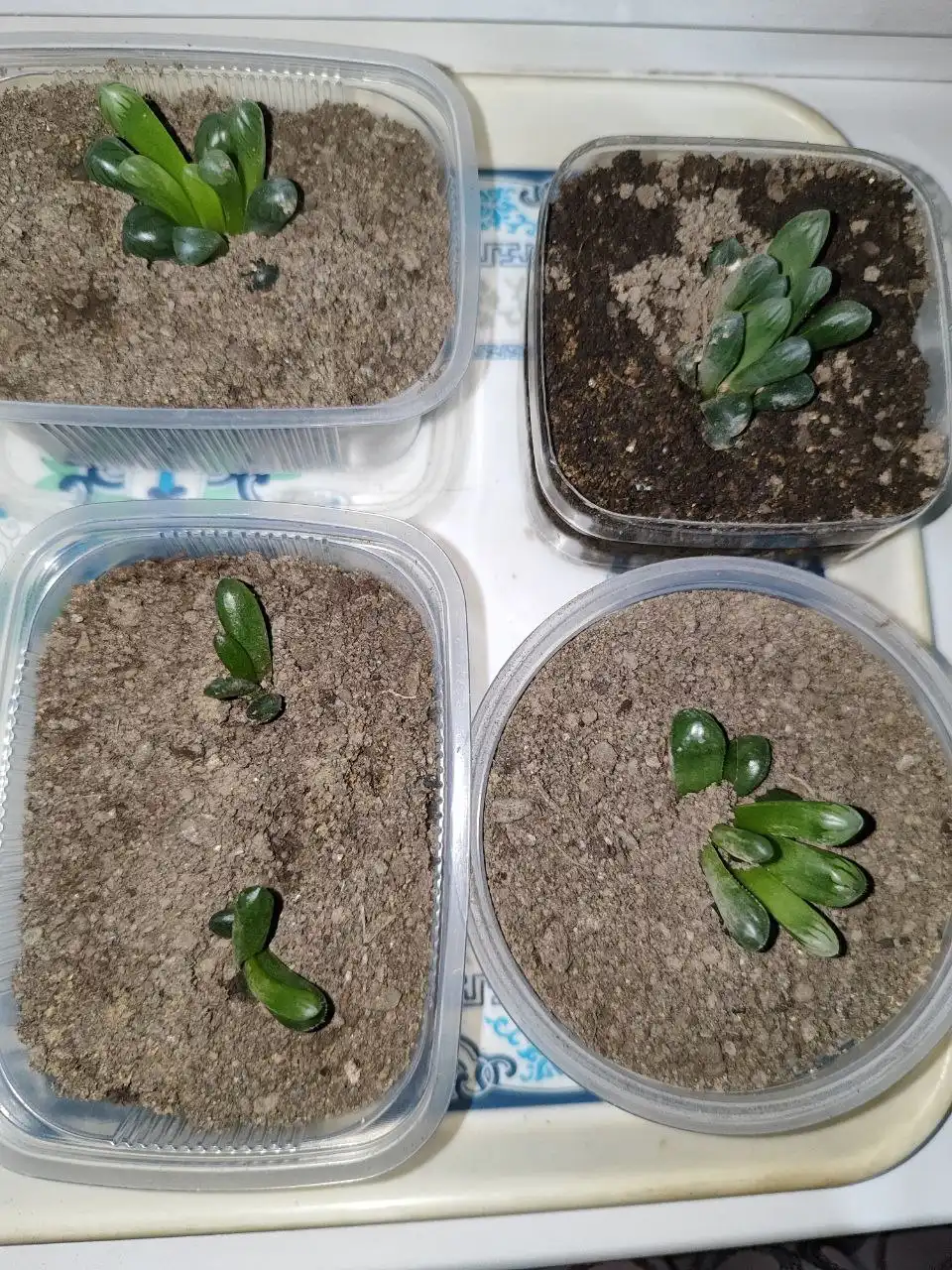 Продажа стаканчиков