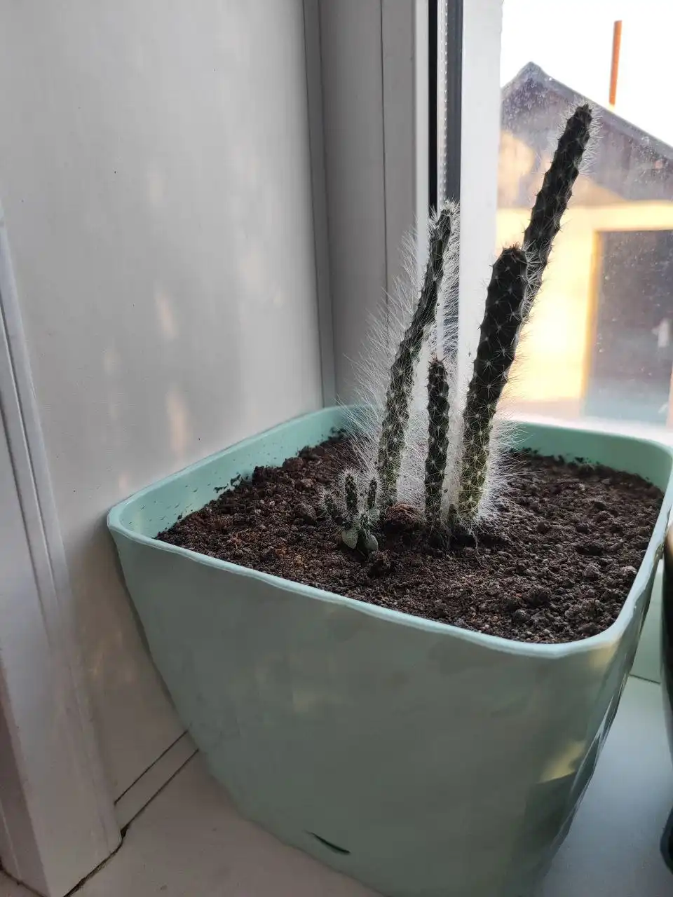 Кактус из Ялты