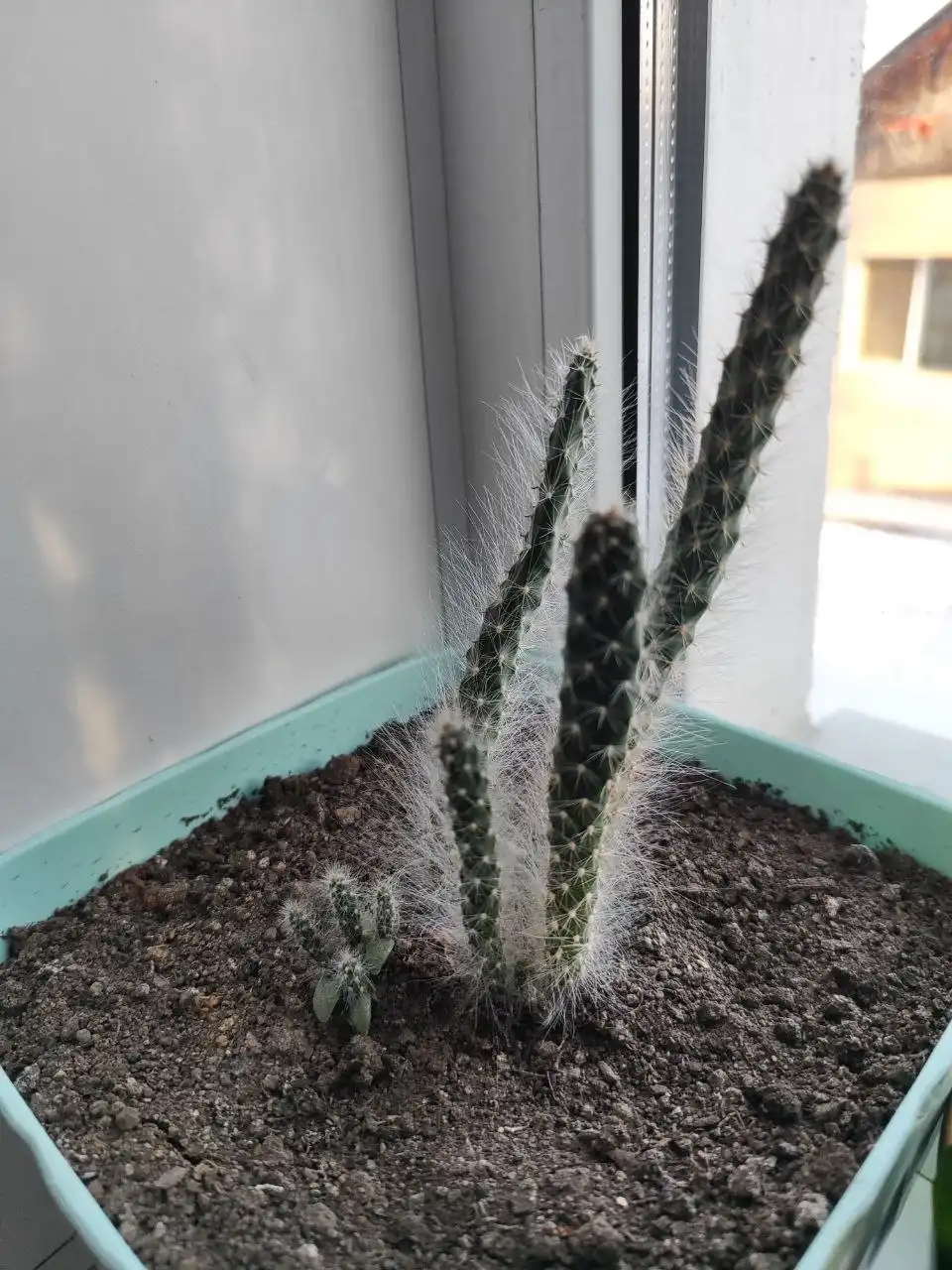 Кактус из Ялты