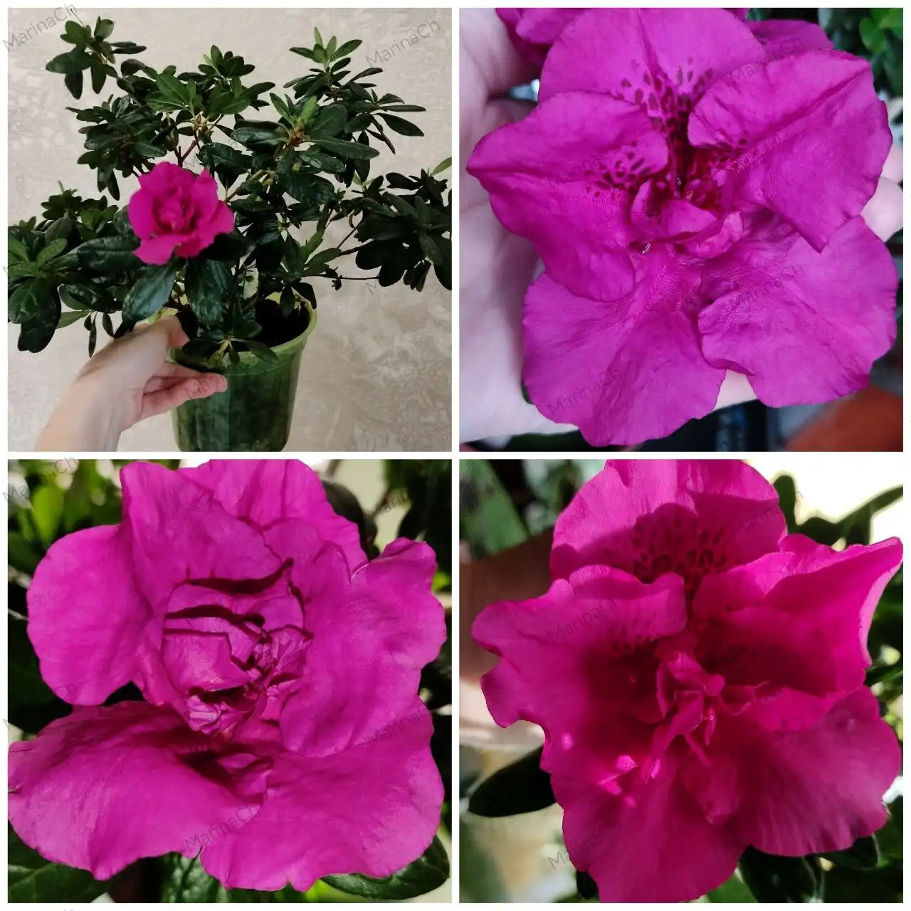 Азалия домашняя в горшке