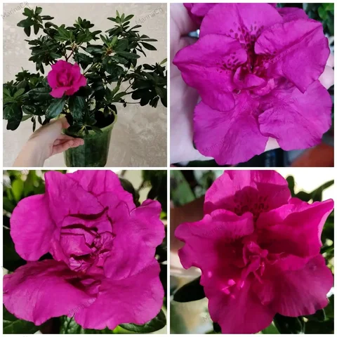 Азалия домашняя в горшке - Барахолка в Владивосток