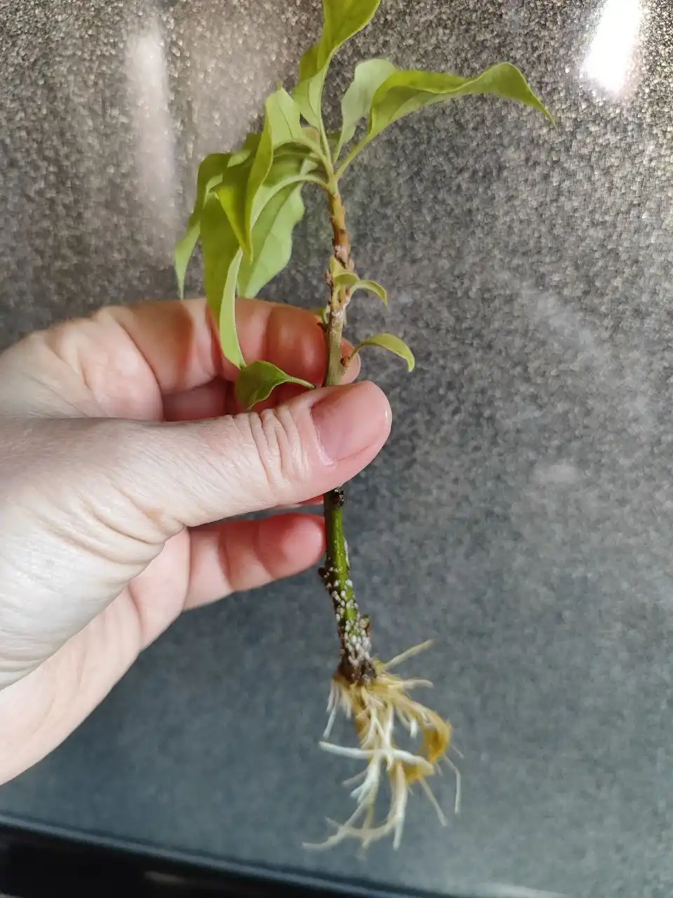 Продажа сортовой бугенвиллии ярко-розовой - Растения (Барахолка) в Владивосток