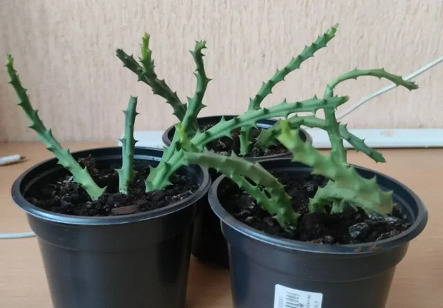 Продам суккулент стапелия пёстрая - Туризм и рыбалка в Владивосток