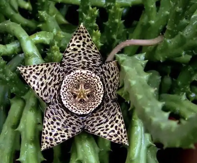 Продам суккулент стапелия пёстрая - Растения (Хобби и отдых) в Владивосток