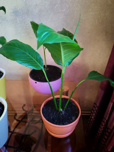 Продажа комнатных растений спатифиллум - Профессиональное оборудование в Владивосток