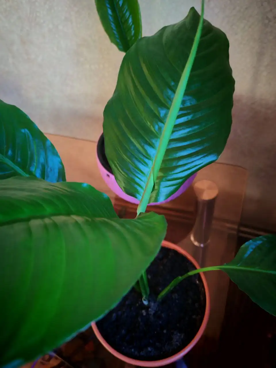 Продажа комнатных растений спатифиллум - Растения (Барахолка) в Владивосток