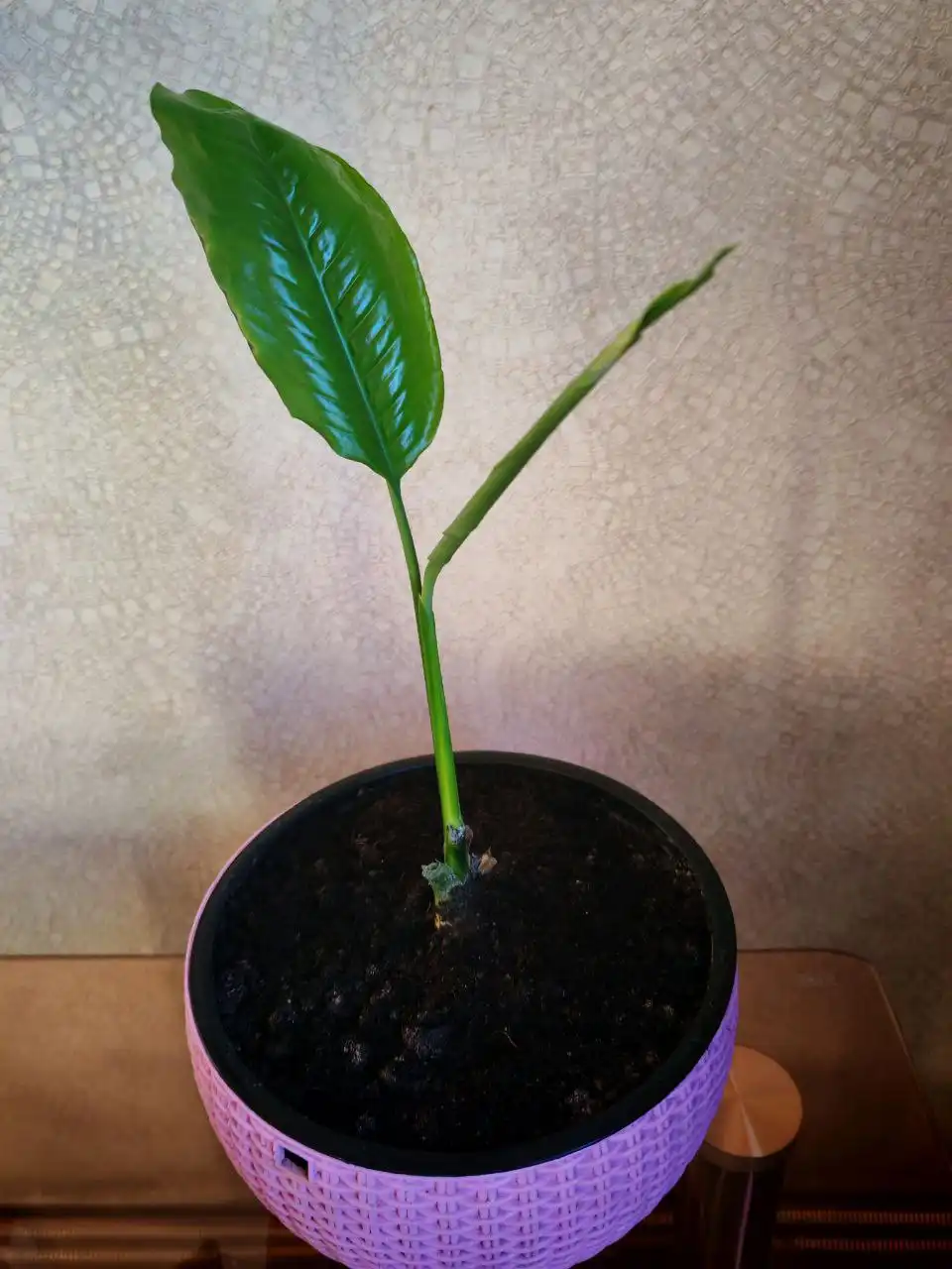 Продажа комнатных растений спатифиллум - Растения (Барахолка) в Владивосток