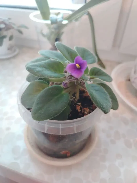 Продажа сортовых минифиалок - Туризм и активный отдых в Владивосток