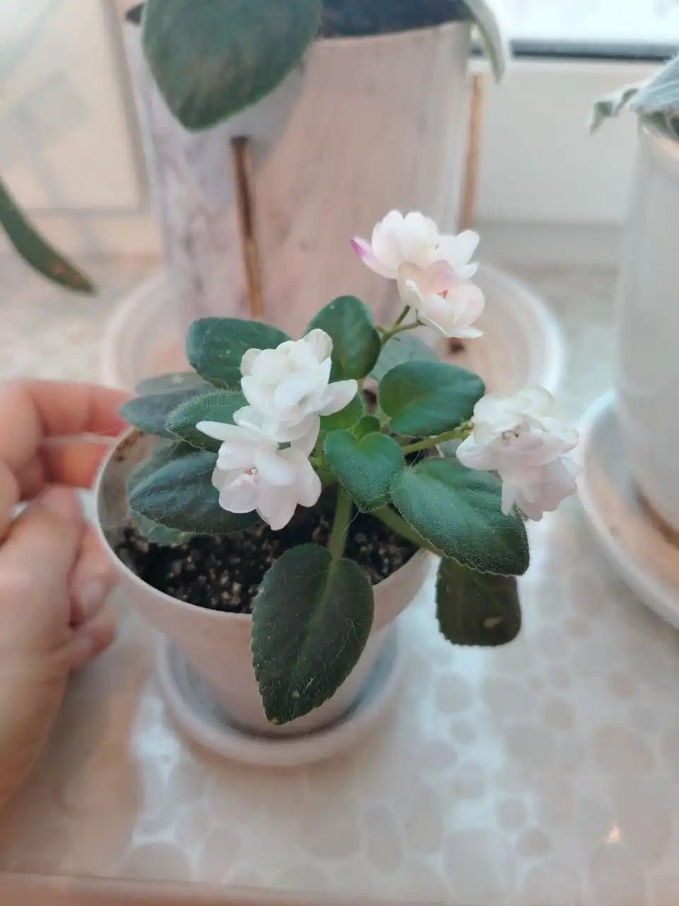 Продажа сортовых минифиалок - Растения (Хобби и отдых) в Владивосток