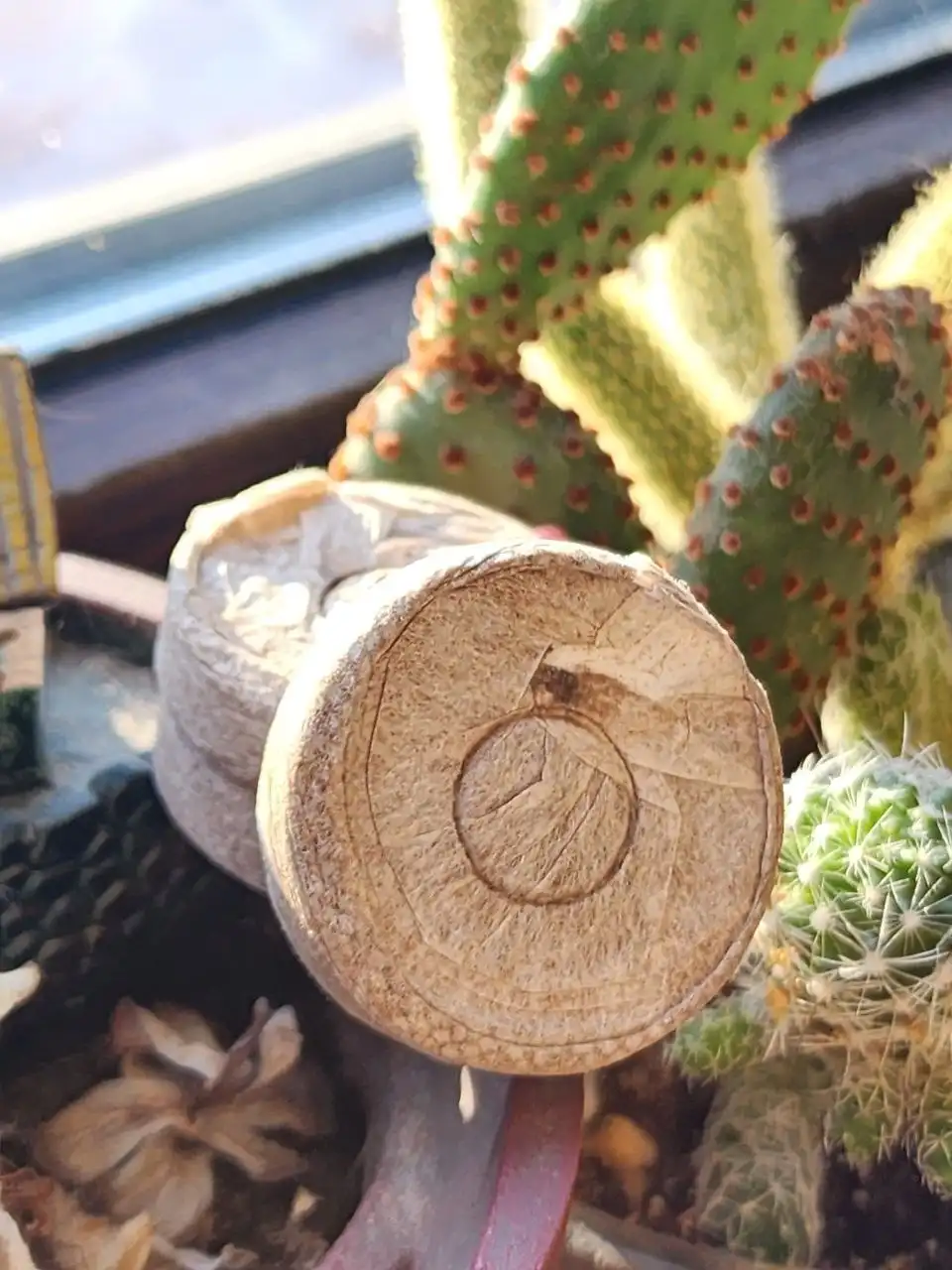 Продам кокосовые таблетки для рассады 41мм - Рассада и семена (Для дома и дачи) в Владивосток