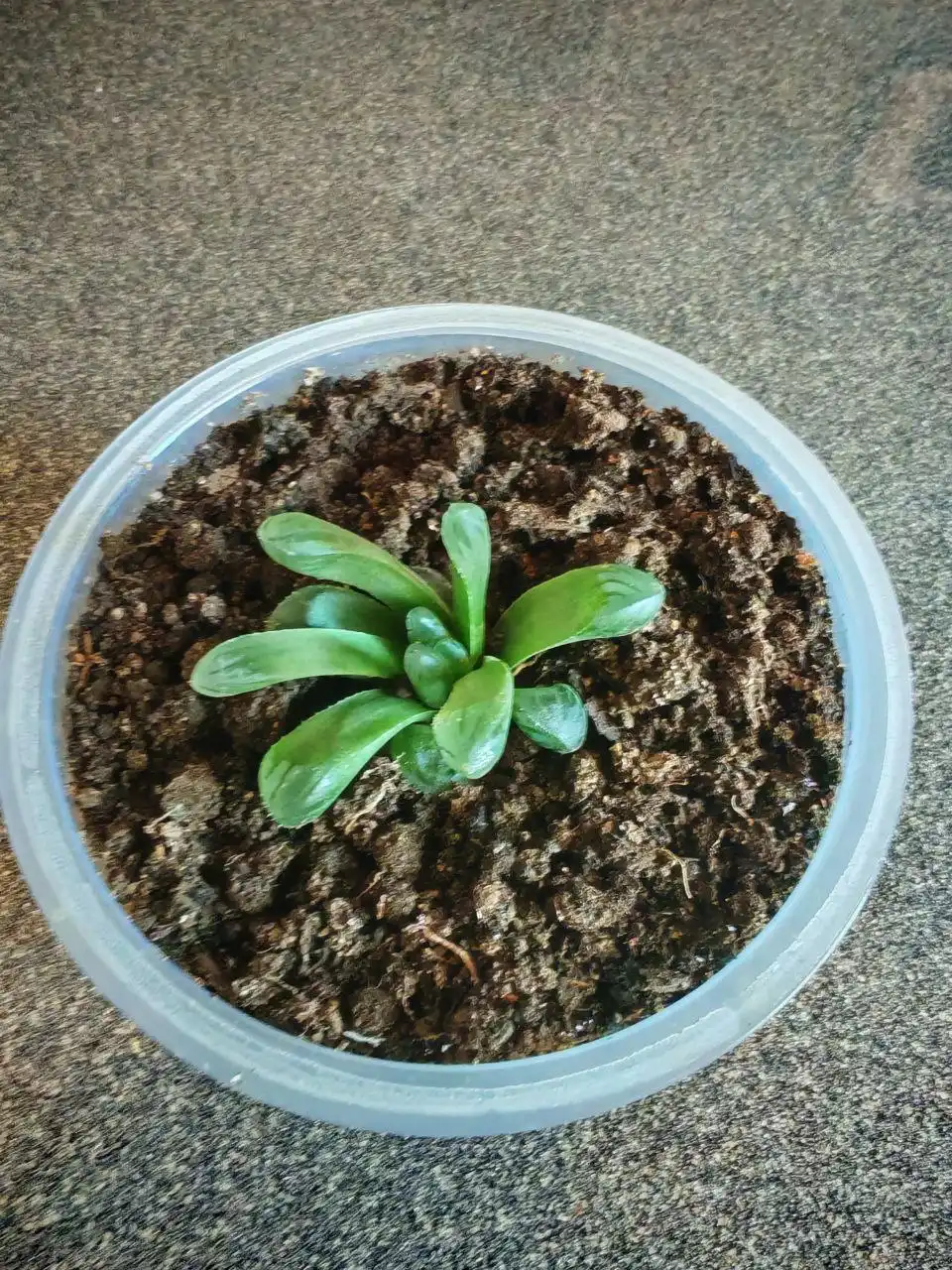 Хавортия Купера - Растения (Хобби и отдых) в Владивосток