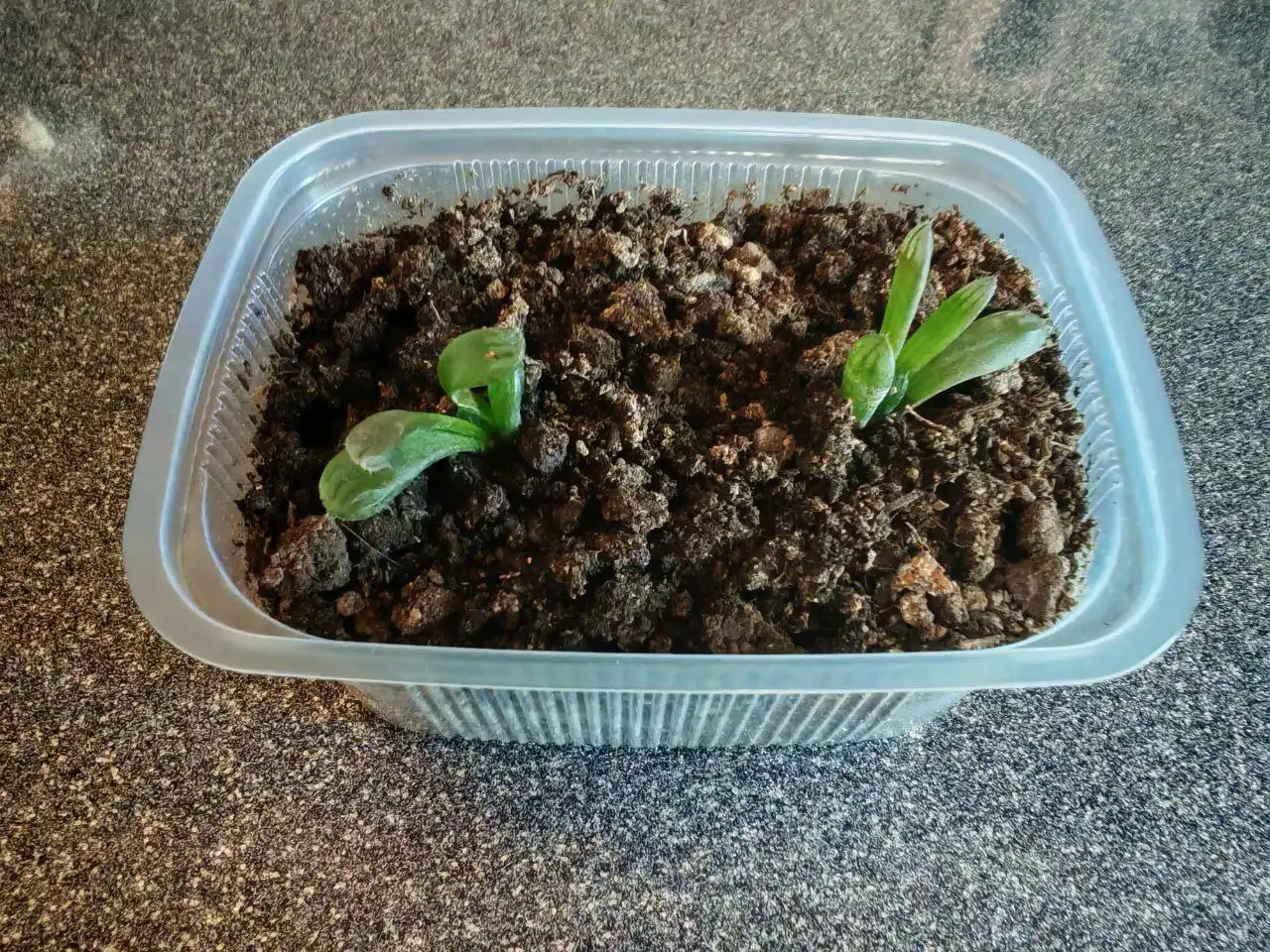 Хавортия Купера - Растения (Хобби и отдых) в Владивосток