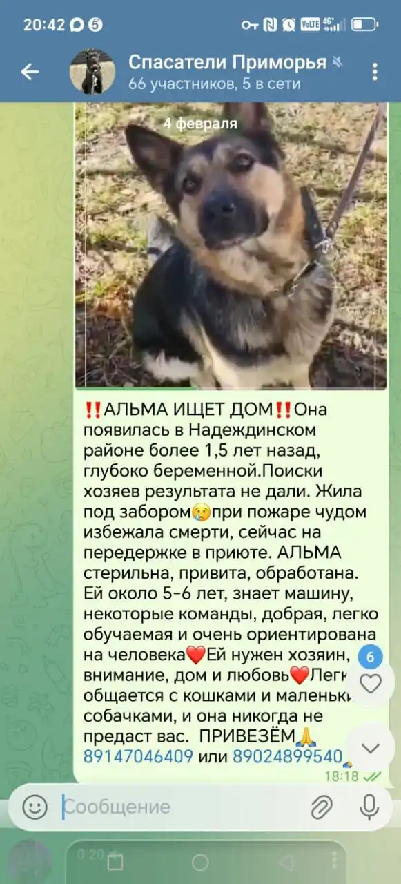 Продажа iPhone 11 Pro Max 256GB - Смартфоны (Электроника) в Владивосток