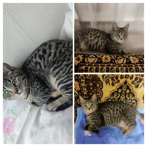 Молодая кошечка камышового окраса - Животные в Владивосток