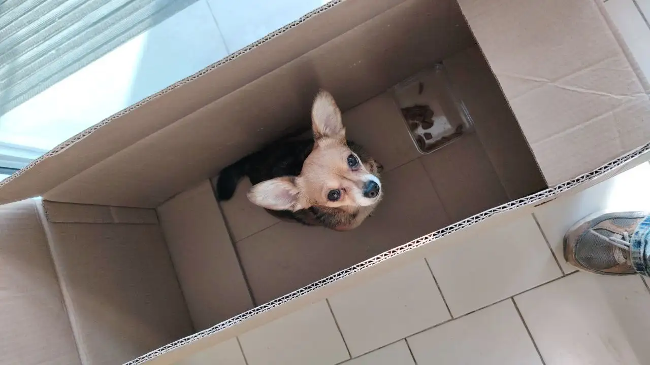 Найдена собака в районе Новожилова - Собаки (Животные) в Владивосток