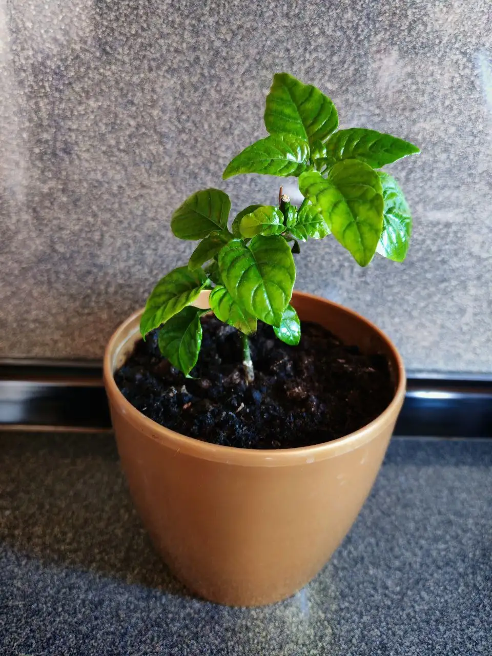 Продам Кроссандру с горшком - Растения (Хобби и отдых) в Владивосток