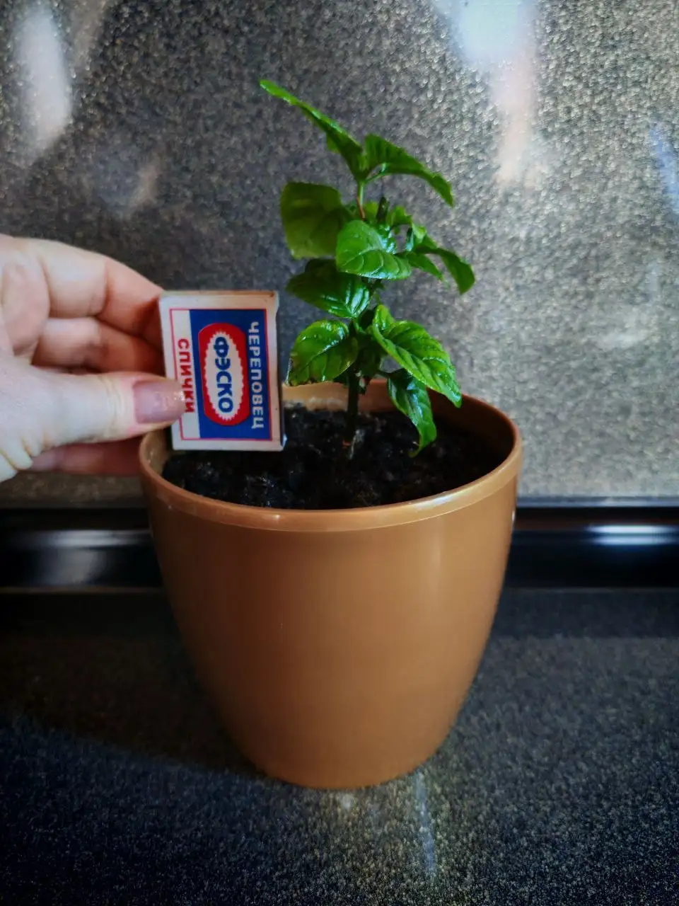 Продам Кроссандру с горшком - Растения (Хобби и отдых) в Владивосток