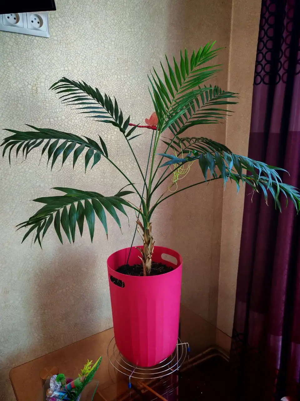 Крупная пальма для интерьера - Растения (Барахолка) в Владивосток