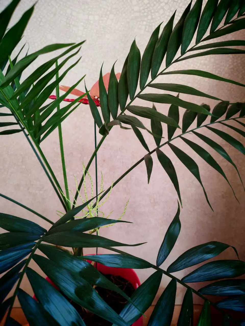 Крупная пальма для интерьера - Растения (Барахолка) в Владивосток
